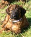 puppy-male of Anamma Nord, photo © Marie Tarin, 336x397p, 40kb
