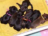 briard pups Jesienna Rapsodia, photo © Szeptycka, 400x300p, 40kb