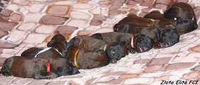 briard pups Usually x Savannah, photo © A.Ekiert
